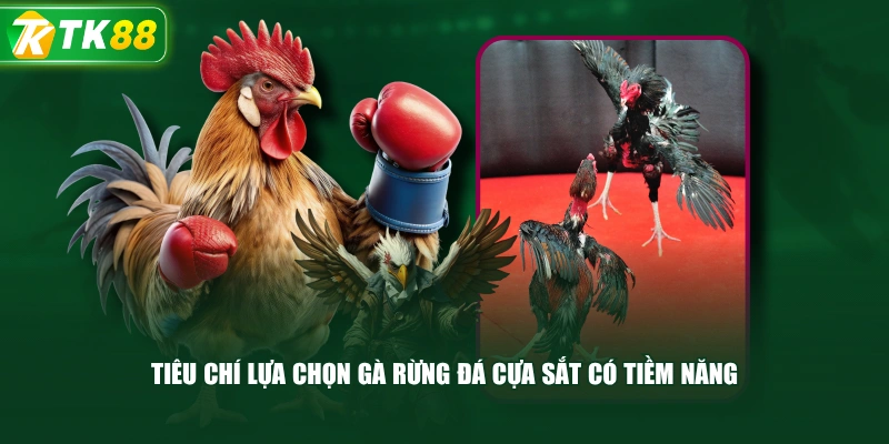 Tiêu Chí Lựa Chọn Gà Rừng Đá Cựa Sắt Có Tiềm Năng 